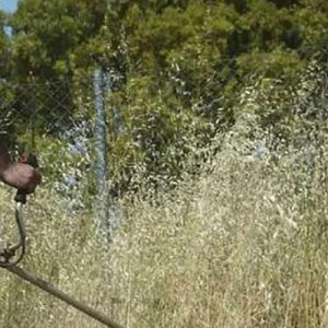 katharisma oikopeda xorta