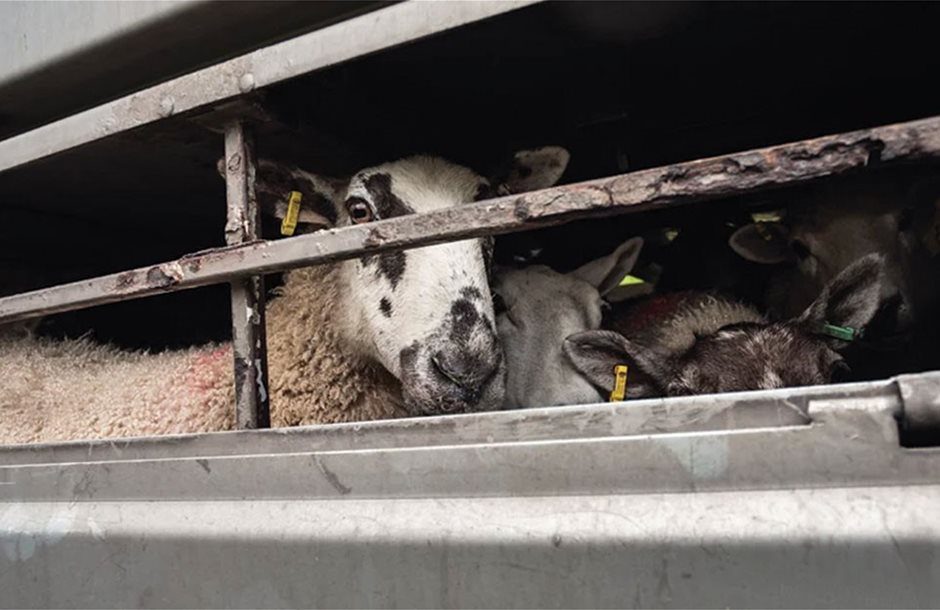 PROVATA AMNOERIFIA sxedio amnos.jpg