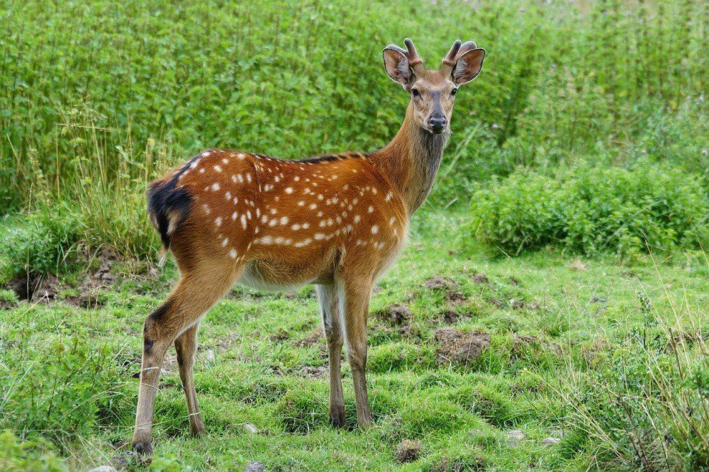 deer elafi