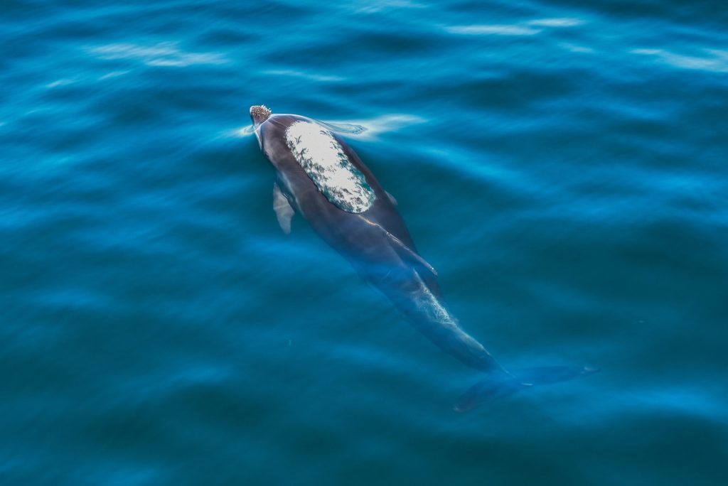 5182414 scaled.jpg