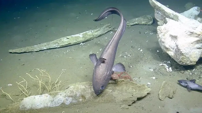Macrourid fish tube worms and crab on mandible bones captured in 2020.webp