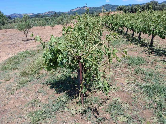 apizimioseis.jpg