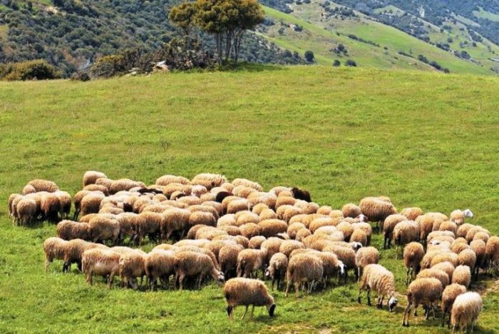 viologiki ktinotrofia 768x513 1.jpg