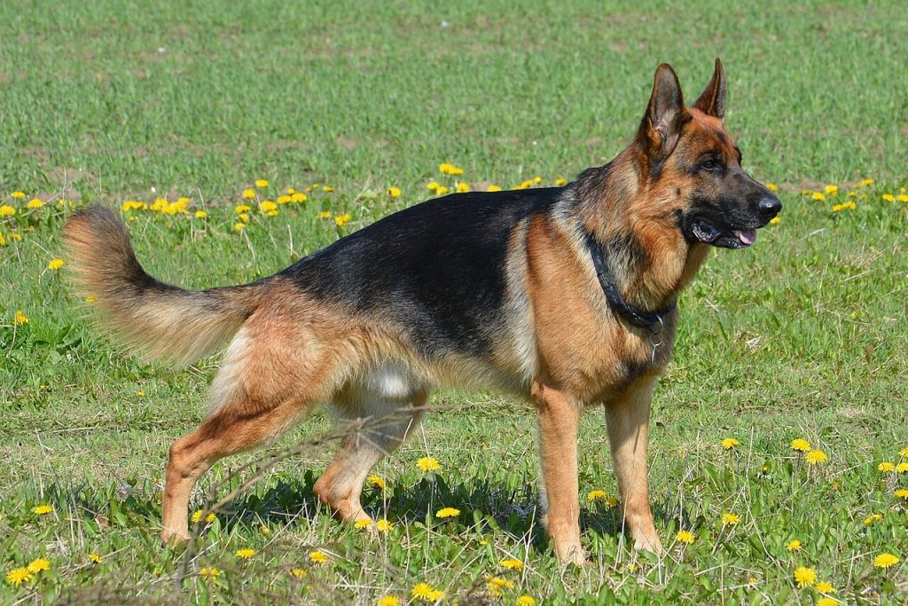 German shepherd germanikos poimenikos lukoskulo