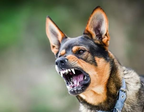 dog epithesi.jpg