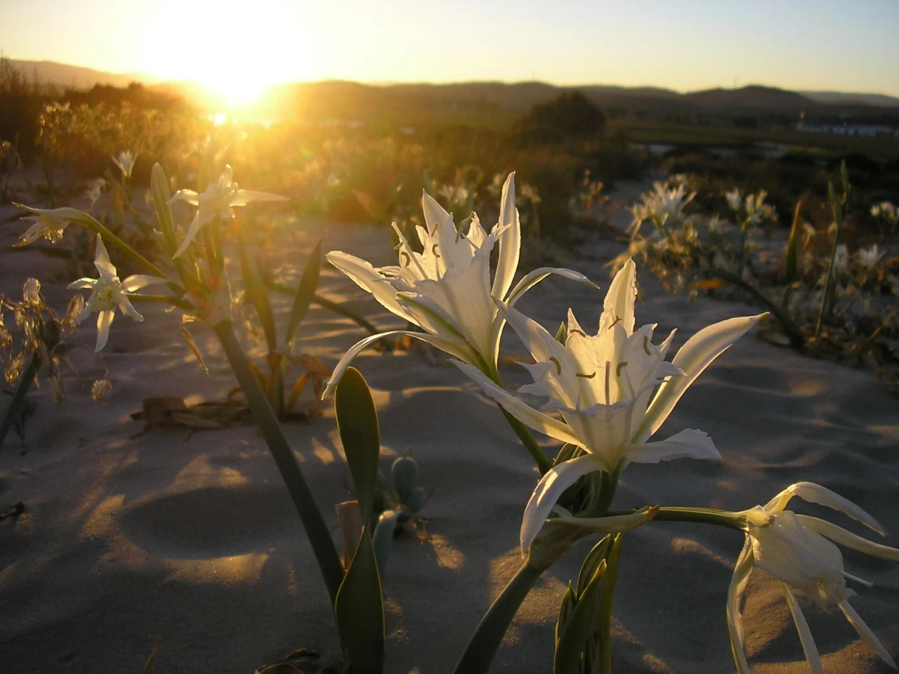 krinaki panagias pancratium maritimum 1