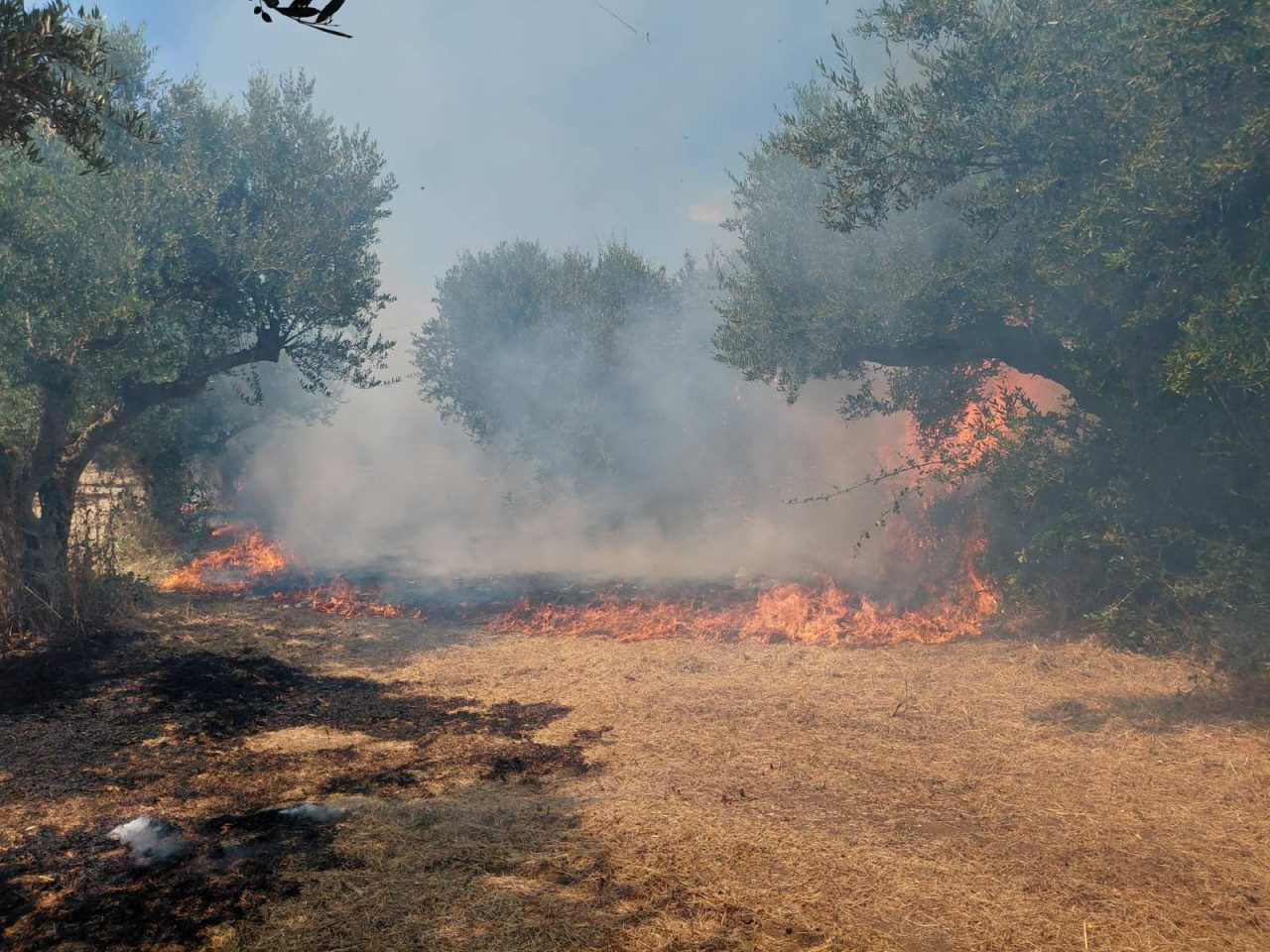 pyrkagia 1.jpg