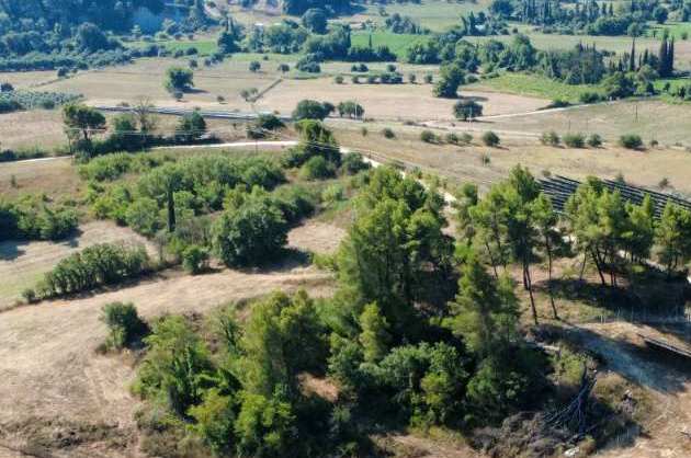 PRASINO