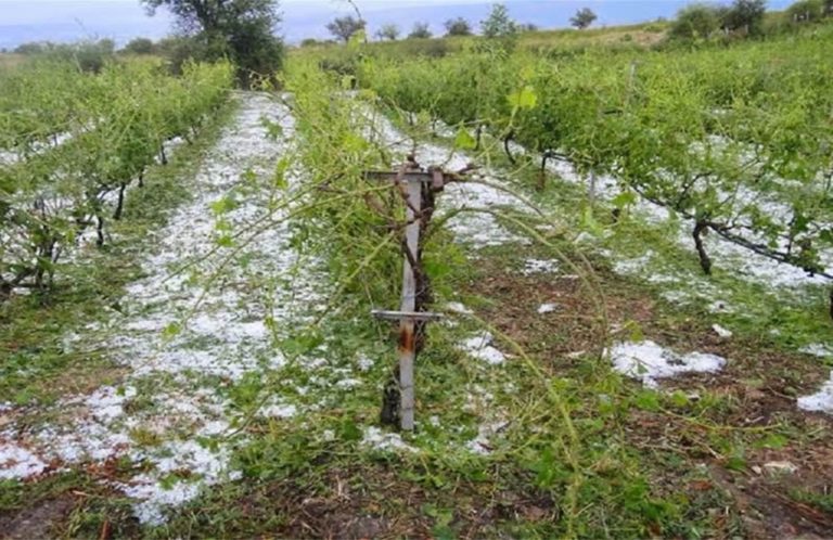 agrotika xalazi zimies 768x498 1.jpg